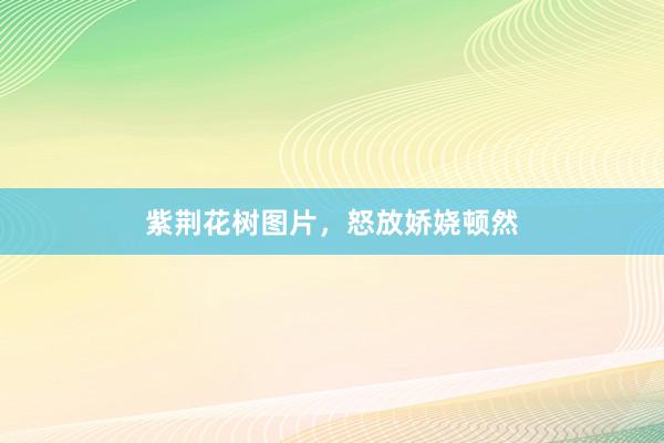 紫荆花树图片，怒放娇娆顿然